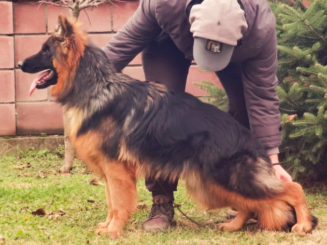 German Shepherd Dog puppy for sale