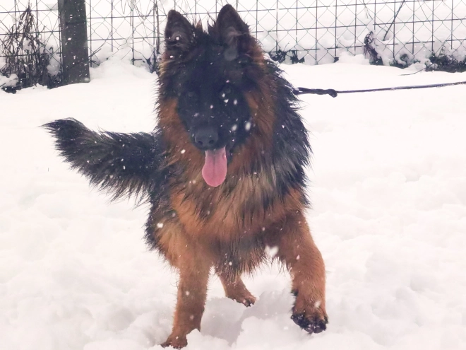 German Shepherd Dog puppy for sale