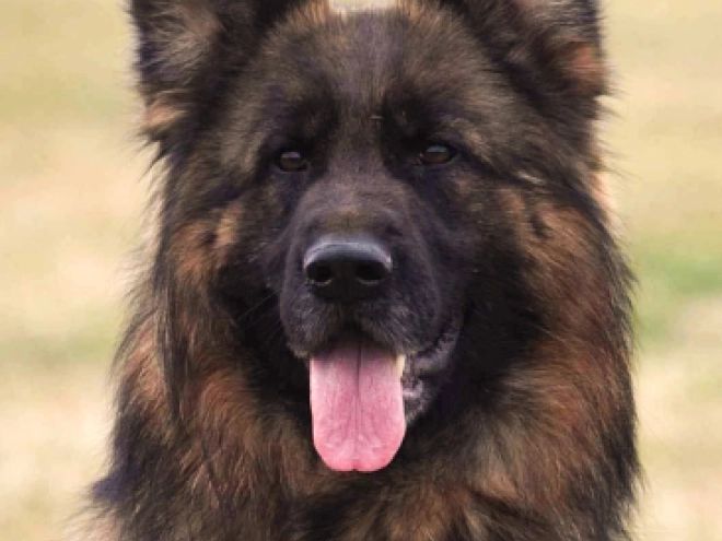 German Shepherd Dog puppy for sale