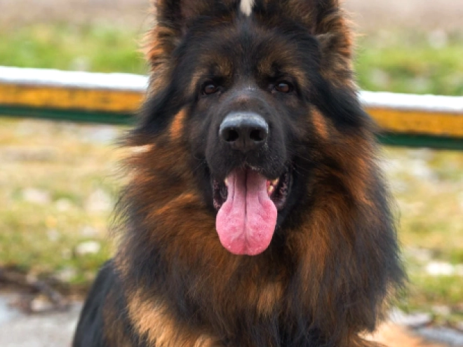 German Shepherd Dog puppy for sale