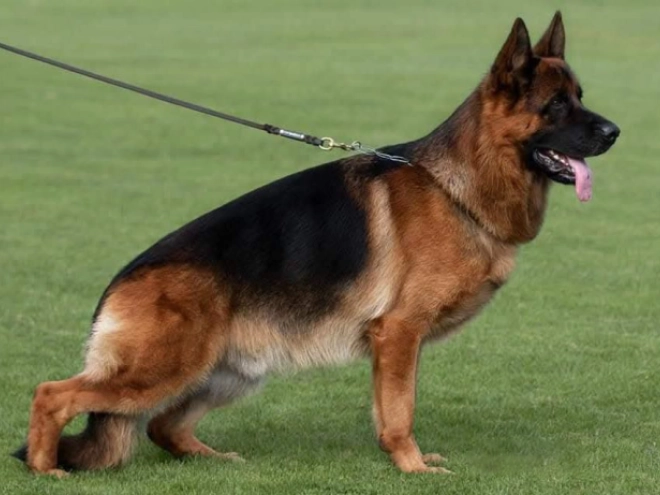 German Shepherd Dog puppy for sale