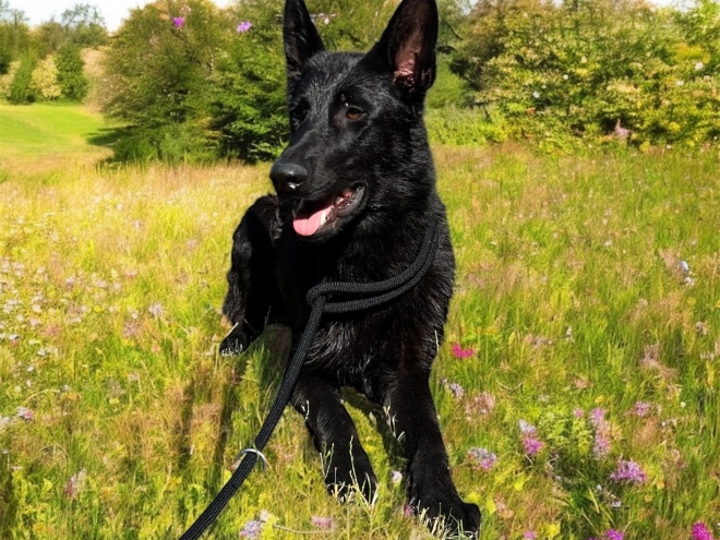 Deutscher Schäferhund Welpe kaufen