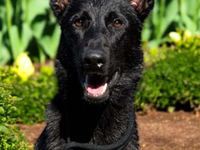 Deutscher Schäferhund Welpe kaufen