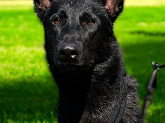 Deutscher Schäferhund Welpe kaufen