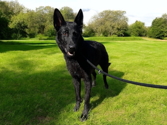 Deutscher Schäferhund Welpe kaufen