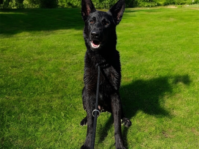 Deutscher Schäferhund Welpe kaufen