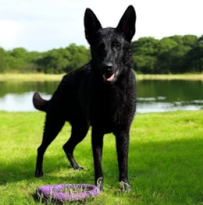 Perros Pastor Alemán en venta