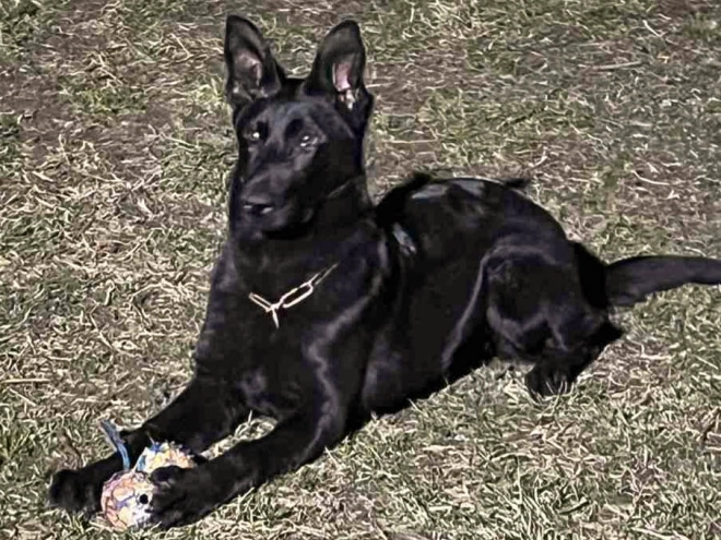 German Shepherd Dog puppy for sale