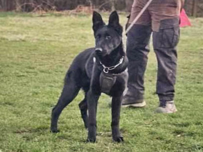Deutscher Schäferhund Welpe zu verkaufen