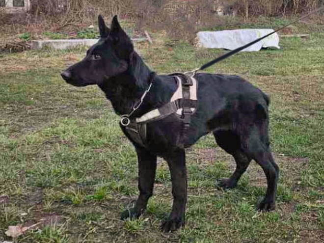 Deutscher Schäferhund Welpe zu verkaufen