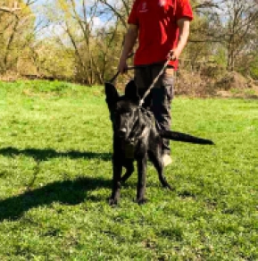 Perros Pastor Alemán en venta