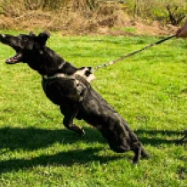 German Shepherd Dog puppy for sale