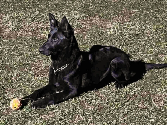 German Shepherd Dog puppy for sale