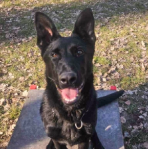 German Shepherd Dog puppy for sale