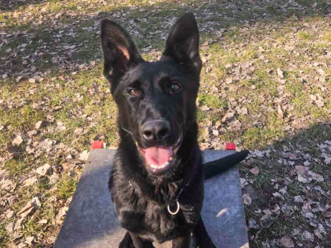 German Shepherd Dog puppy for sale