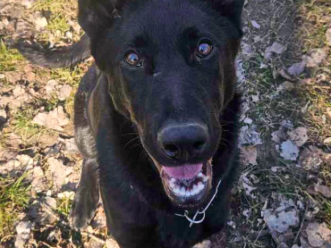 German Shepherd Dog puppy for sale