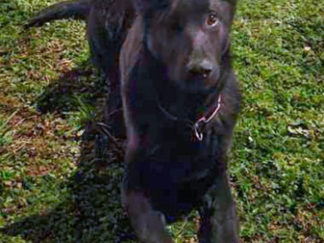 Deutscher Schäferhund Welpe zu verkaufen