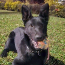 German Shepherd Dog puppy for sale