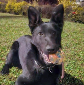 German Shepherd Dog puppy for sale