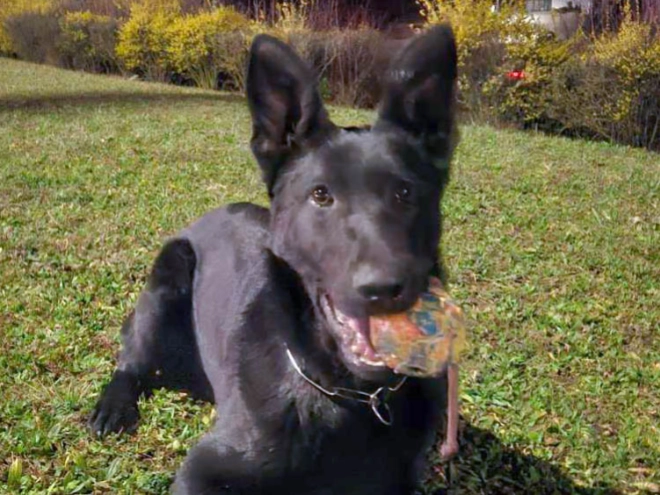 Deutscher Schäferhund Welpe zu verkaufen