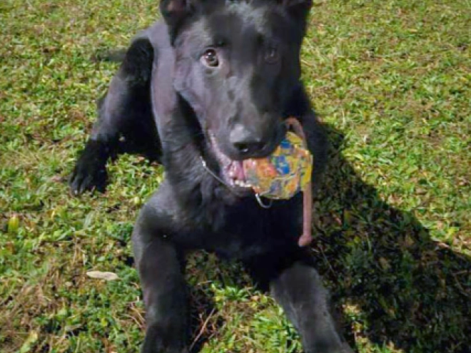 Deutscher Schäferhund Welpe zu verkaufen