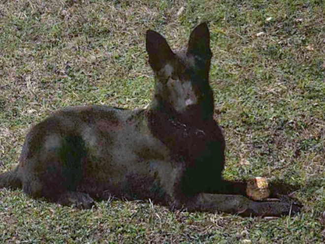 Deutscher Schäferhund Welpe zu verkaufen