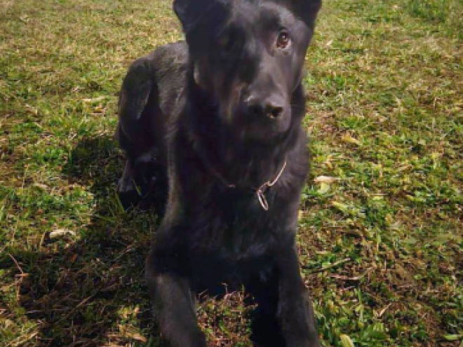 Deutscher Schäferhund Welpe zu verkaufen