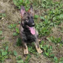 Adolfina, grizzle Deutscher Schäferhund Welpen kaufen