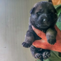 Adolfina, bicolor Pastor Alemán en venta