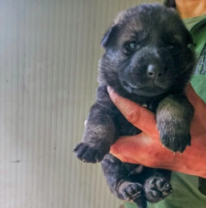 Deutscher Schäferhund Welpe kaufen