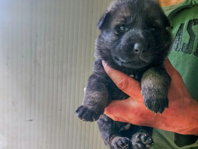 Deutscher Schäferhund Welpe kaufen