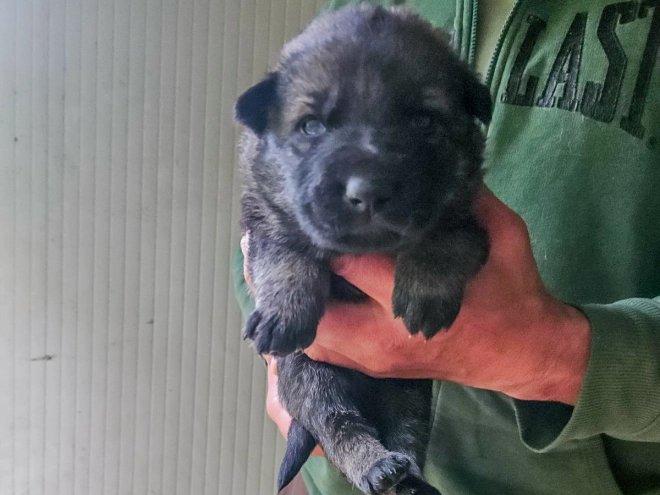 Deutscher Schäferhund Welpe kaufen