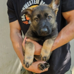 German Shepherd Dog puppy for sale