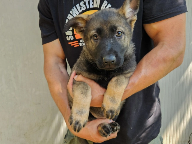 German Shepherd Dog puppy for sale