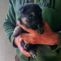 Vibe, bicolor Pastor Alemán en venta