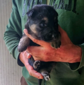 Deutscher Schäferhund Welpe kaufen