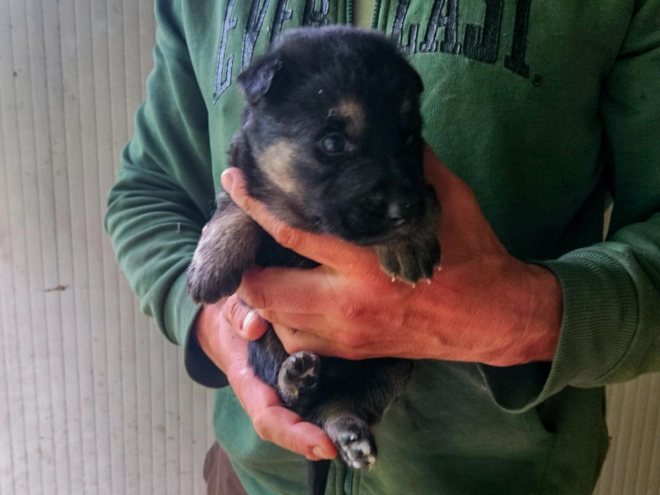 Deutscher Schäferhund Welpe kaufen