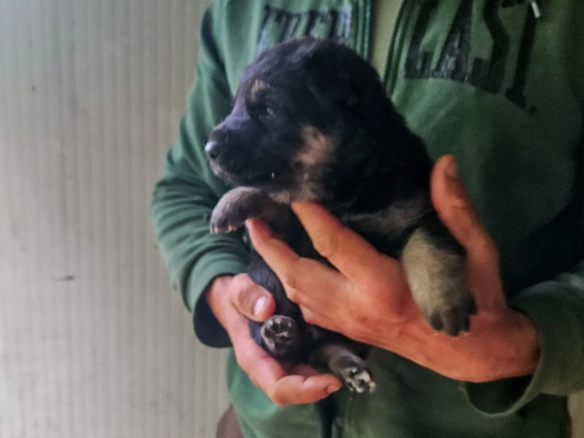 Deutscher Schäferhund Welpe kaufen