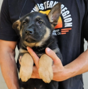 Perros Pastor Alemán en venta