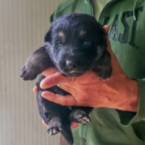 Wattson, bicolor Pastor Alemán en venta
