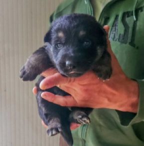 Deutscher Schäferhund Welpe kaufen