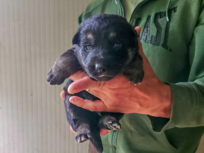 Deutscher Schäferhund Welpe kaufen
