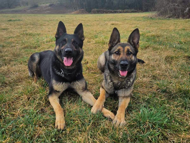 Deutscher Schäferhund Welpe kaufen