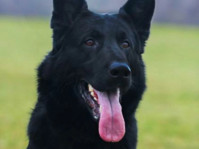 Deutscher Schäferhund Welpe kaufen