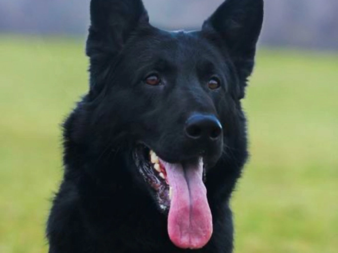 Deutscher Schäferhund Welpe kaufen