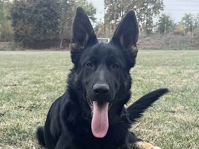 German Shepherd Dog puppy for sale