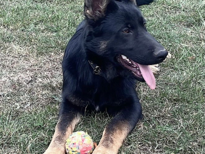 German Shepherd Dog puppy for sale