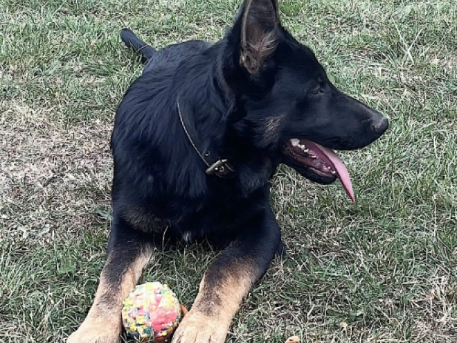 German Shepherd Dog puppy for sale