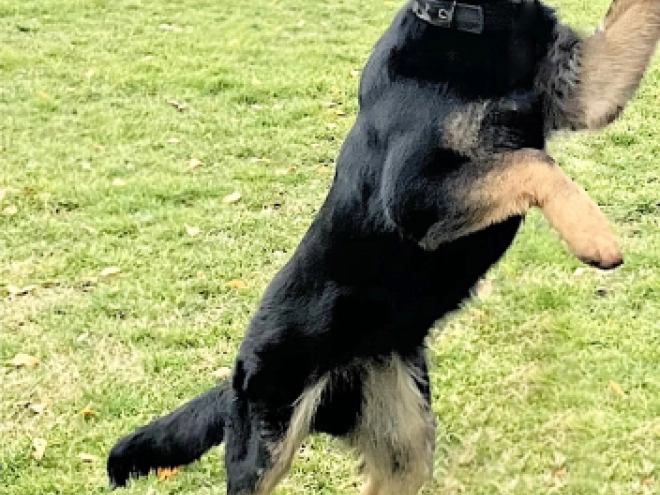 German Shepherd Dog puppy for sale