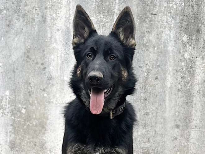 German Shepherd Dog puppy for sale